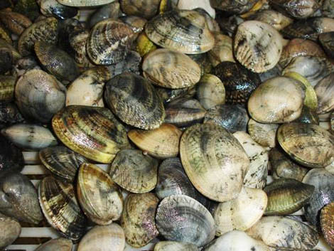 Sul Informação - Partidos da oposição querem celeridade na compensação a mariscadores algarvios