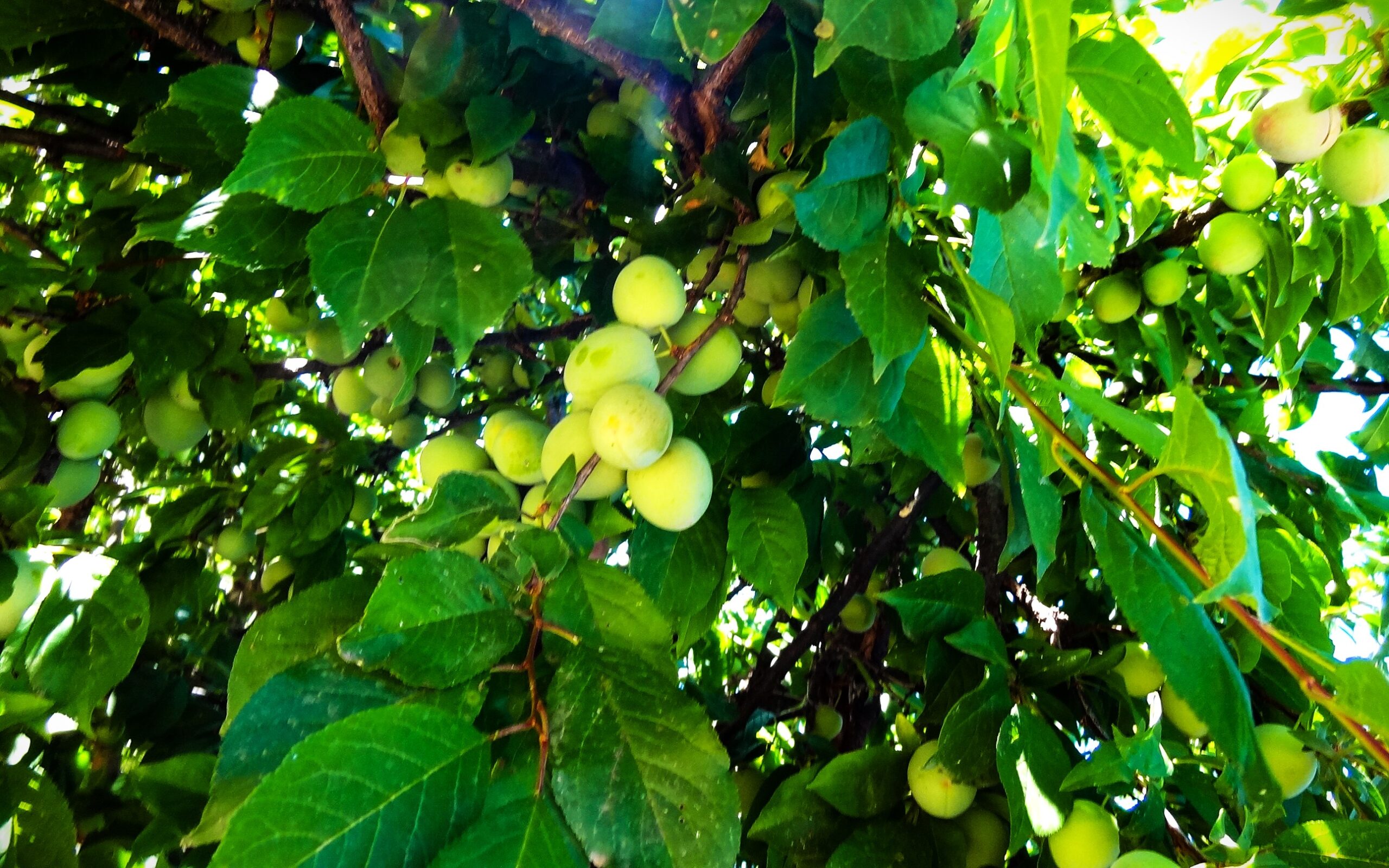 Sul Informação - Algarve vai ter novas coleções de fruteiras tradicionais e toda a ajuda é preciosa