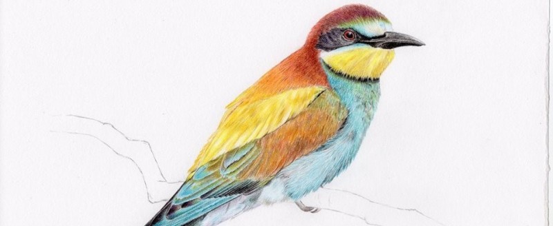 Sul Informação - RIAS promove workshop de ilustração científica em Olhão