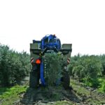 Sul Informação - No Alentejo, há quem mantenha a tradição de «produzir dos melhores azeites do mundo»