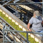 Sul Informação - No Alentejo, há quem mantenha a tradição de «produzir dos melhores azeites do mundo»