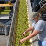 Sul Informação - No Alentejo, há quem mantenha a tradição de «produzir dos melhores azeites do mundo»