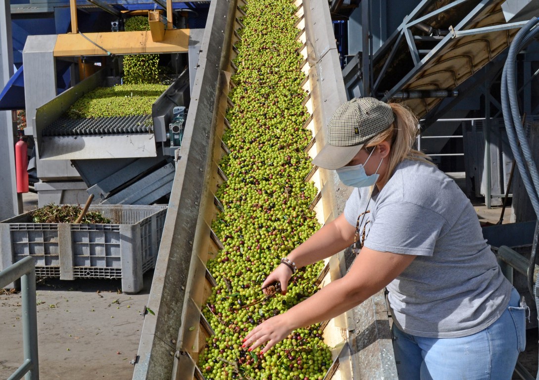 Sul Informação - No Alentejo, há quem mantenha a tradição de «produzir dos melhores azeites do mundo»
