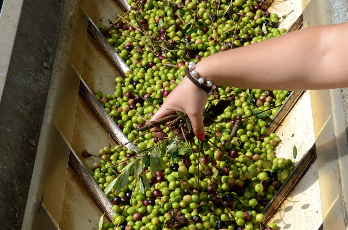 Sul Informação - No Alentejo, há quem mantenha a tradição de «produzir dos melhores azeites do mundo»