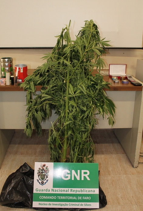 Sul Informação - GNR detém três e apreende oito plantas de cannabis