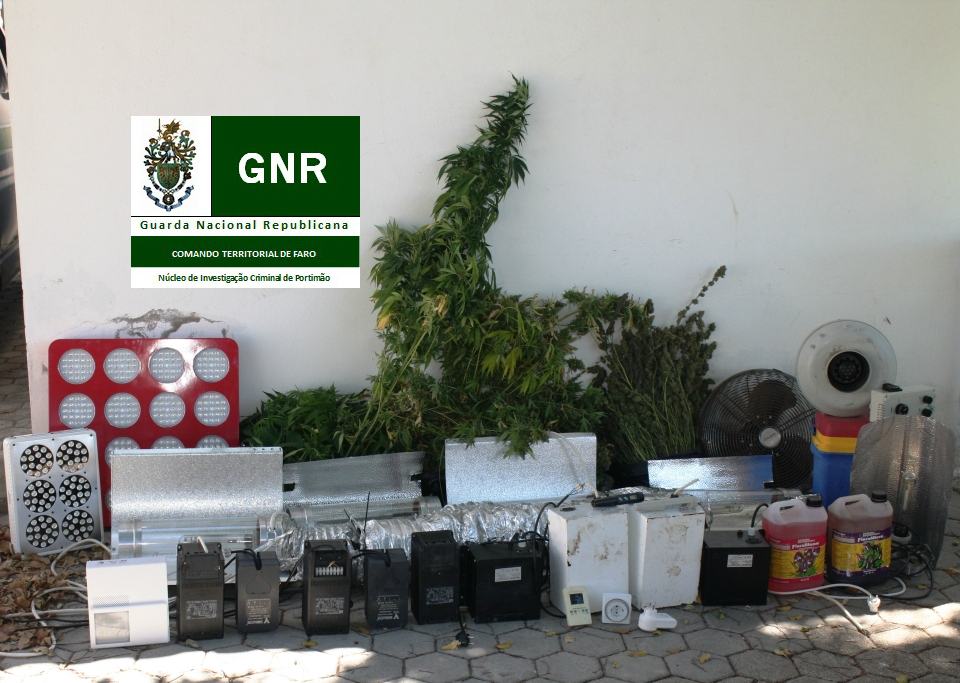 Sul Informação - Traficante detido em Vila do Bispo quando tratava das plantas de canábis