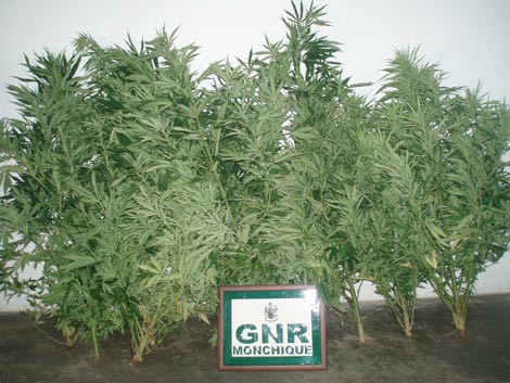 Sul Informação - GNR de Monchique detém pai e filho suspeitos de plantar e vender cannabis