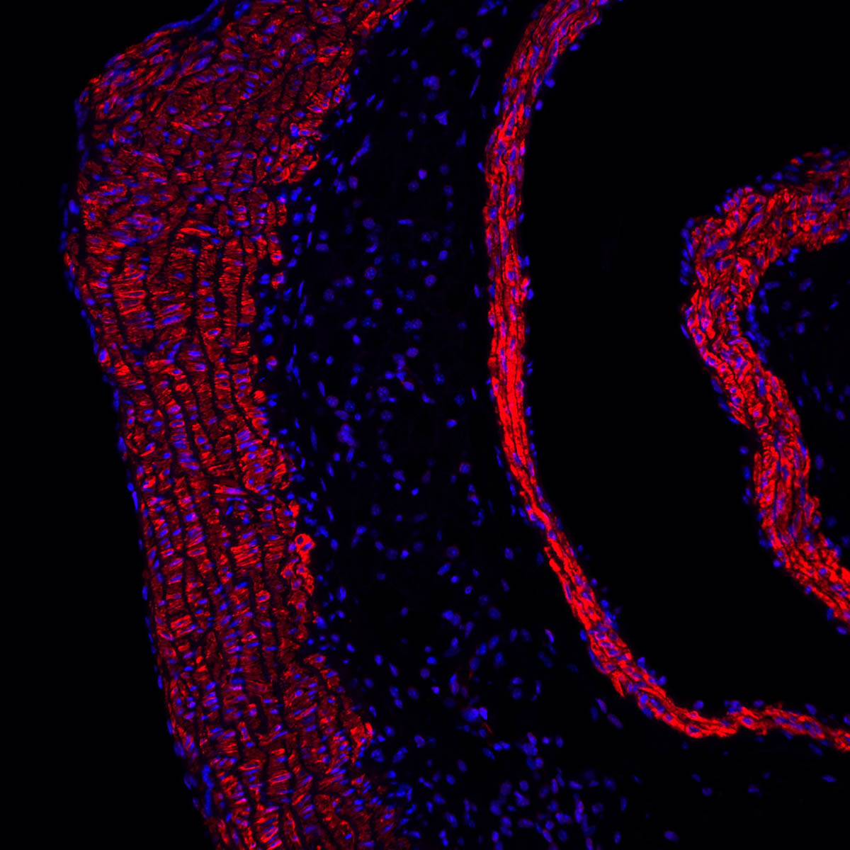Sul Informação - Investigadores dão mais um passo para perceber como retardar o envelhecimento vascular