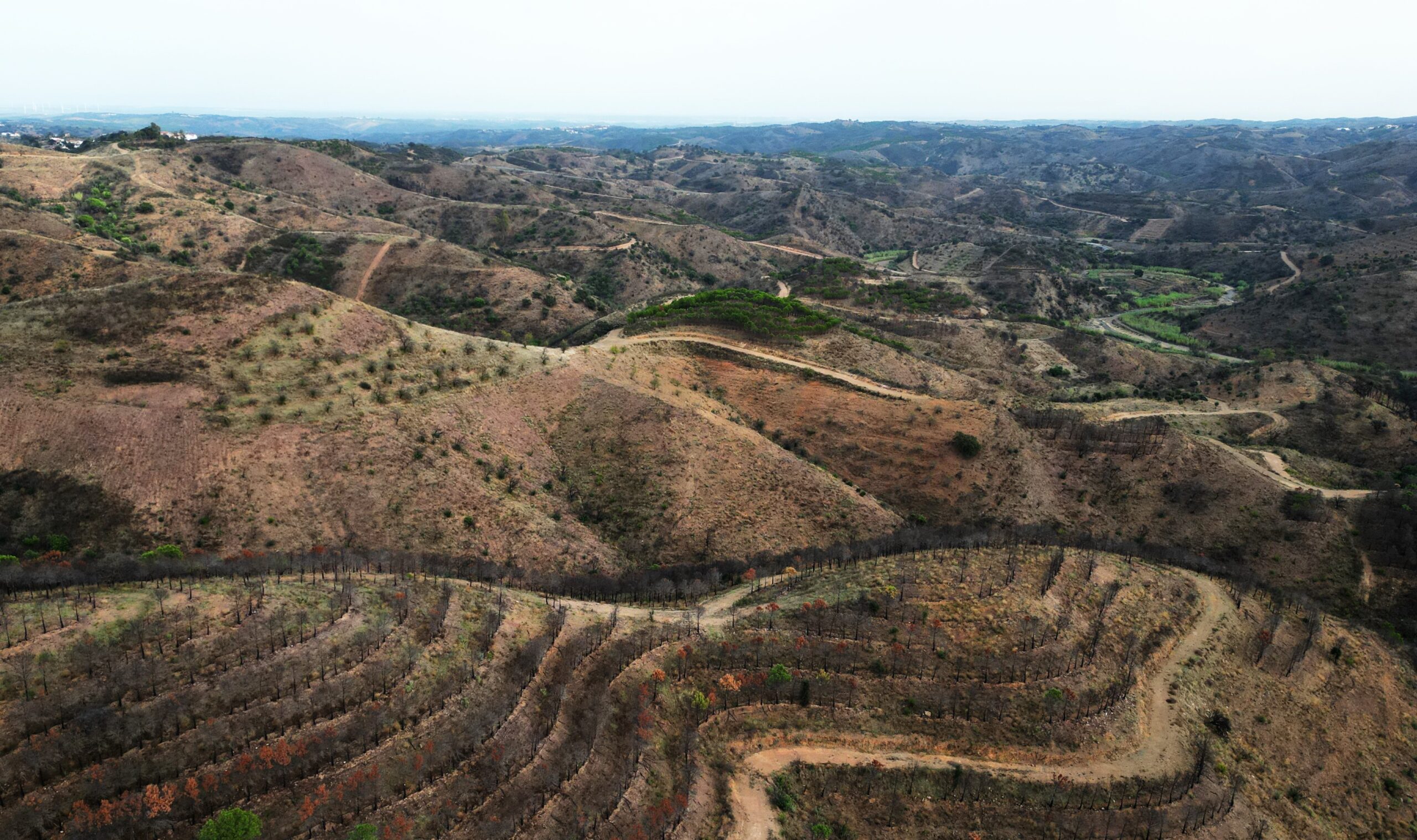 Sul Informação - Projeto de reflorestação de área ardida apresentado em Castro Marim