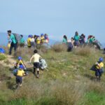 Sul Informação - 200 jovens escuteiros e bombeiros arrancaram toneladas de chorão das dunas de Alvor