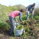 Sul Informação - 200 jovens escuteiros e bombeiros arrancaram toneladas de chorão das dunas de Alvor
