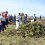 Sul Informação - 200 jovens escuteiros e bombeiros arrancaram toneladas de chorão das dunas de Alvor