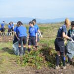 Sul Informação - 200 jovens escuteiros e bombeiros arrancaram toneladas de chorão das dunas de Alvor