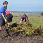 Sul Informação - 200 jovens escuteiros e bombeiros arrancaram toneladas de chorão das dunas de Alvor