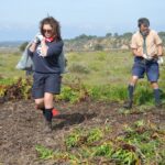 Sul Informação - 200 jovens escuteiros e bombeiros arrancaram toneladas de chorão das dunas de Alvor