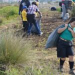 Sul Informação - 200 jovens escuteiros e bombeiros arrancaram toneladas de chorão das dunas de Alvor
