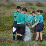 Sul Informação - 200 jovens escuteiros e bombeiros arrancaram toneladas de chorão das dunas de Alvor