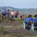 Sul Informação - 200 jovens escuteiros e bombeiros arrancaram toneladas de chorão das dunas de Alvor