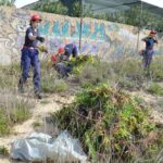 Sul Informação - 200 jovens escuteiros e bombeiros arrancaram toneladas de chorão das dunas de Alvor