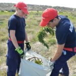 Sul Informação - 200 jovens escuteiros e bombeiros arrancaram toneladas de chorão das dunas de Alvor