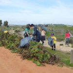 Sul Informação - 200 jovens escuteiros e bombeiros arrancaram toneladas de chorão das dunas de Alvor