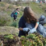 Sul Informação - 200 jovens escuteiros e bombeiros arrancaram toneladas de chorão das dunas de Alvor