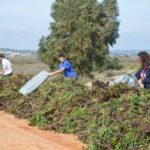Sul Informação - 200 jovens escuteiros e bombeiros arrancaram toneladas de chorão das dunas de Alvor