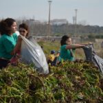 Sul Informação - 200 jovens escuteiros e bombeiros arrancaram toneladas de chorão das dunas de Alvor