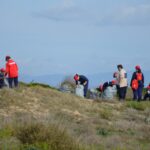 Sul Informação - 200 jovens escuteiros e bombeiros arrancaram toneladas de chorão das dunas de Alvor