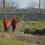 Sul Informação - 200 jovens escuteiros e bombeiros arrancaram toneladas de chorão das dunas de Alvor