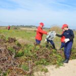 Sul Informação - 200 jovens escuteiros e bombeiros arrancaram toneladas de chorão das dunas de Alvor