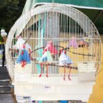 Sul Informação - Fotogaleria: “Pasteleiras”, motorizadas clássicas e artesanato animaram Monchique no fim-de-semana