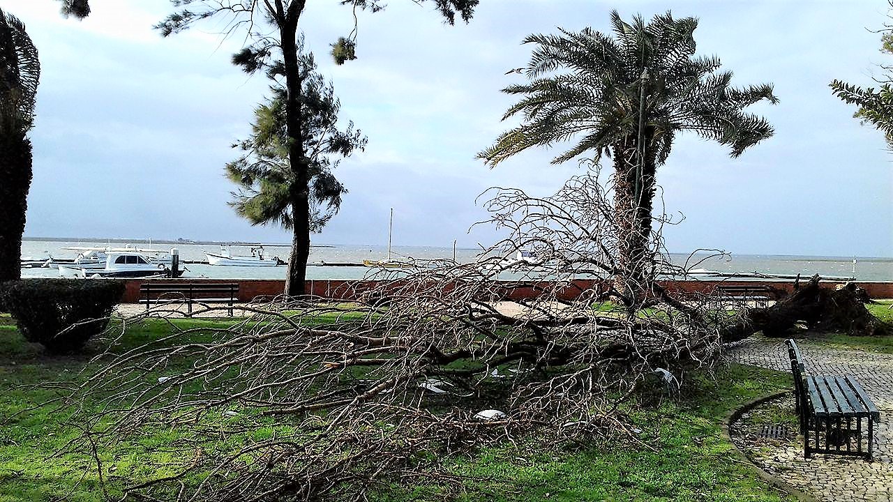 Sul Informação - Vento forte derruba árvores e sinalização no Algarve