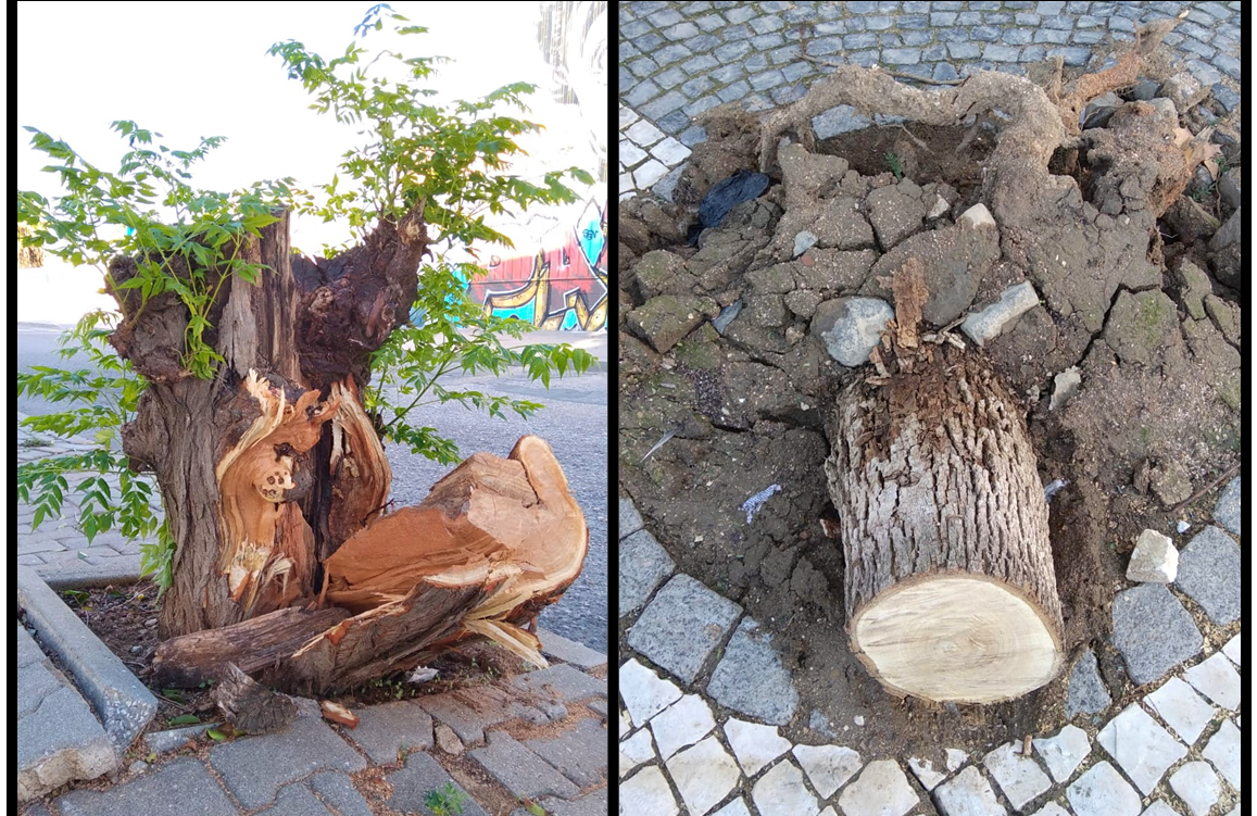 Sul Informação - PAN quer que se plantem árvores em Olhão depois da tempestade
