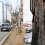 Sul Informação - Câmara de Portimão substitui por magnólias os choupos doentes da Avenida 25 de Abril