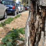 Sul Informação - Câmara de Portimão substitui por magnólias os choupos doentes da Avenida 25 de Abril