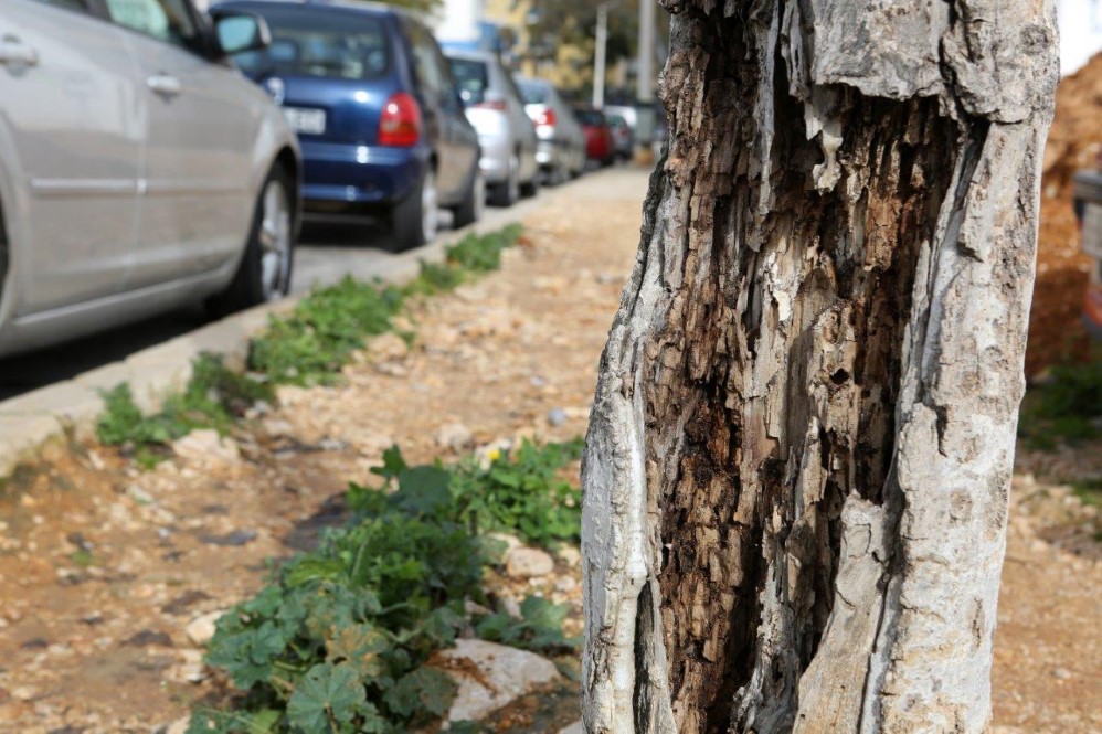 Sul Informação - Câmara de Portimão substitui por magnólias os choupos doentes da Avenida 25 de Abril