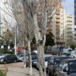 Sul Informação - Câmara de Portimão substitui por magnólias os choupos doentes da Avenida 25 de Abril