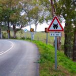 Sul Informação - Há um novo sinal de trânsito em Mértola, Castro Verde e Alcoutim para proteger o lince