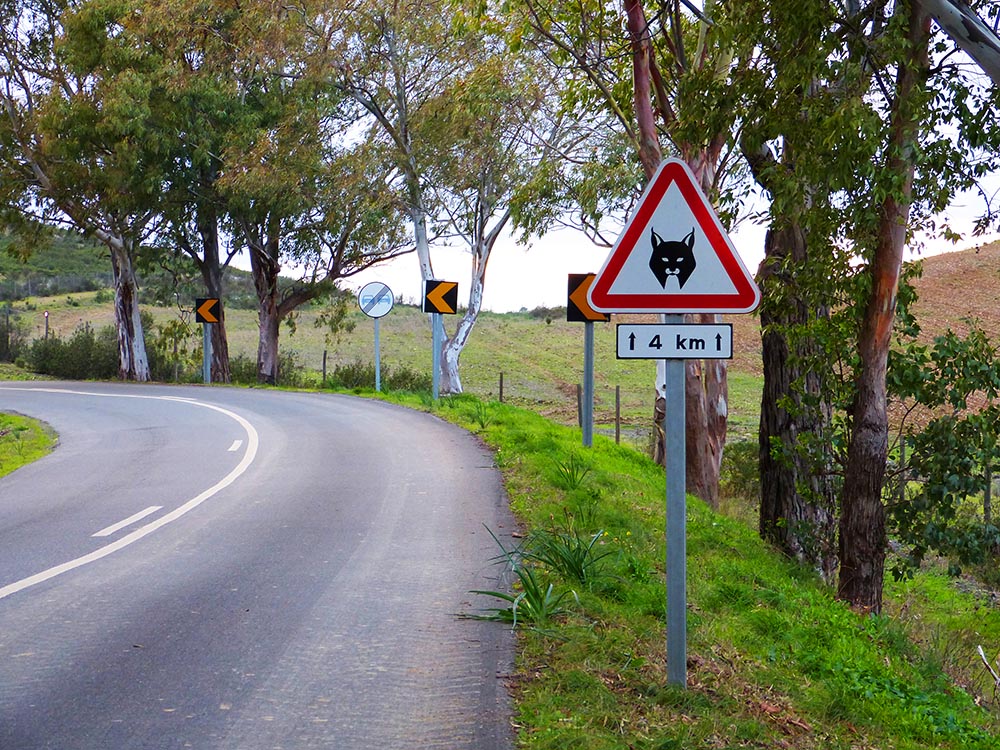 Sul Informação - Há um novo sinal de trânsito em Mértola, Castro Verde e Alcoutim para proteger o lince