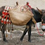 Sul Informação - Fotogaleria: Baile da Rosa dançou-se na Fortaleza de Sagres