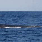 Sul Informação - Empresa Dream Wave avistou oito espécies de cetáceos na costa algarvia em 2016 (com fotos)