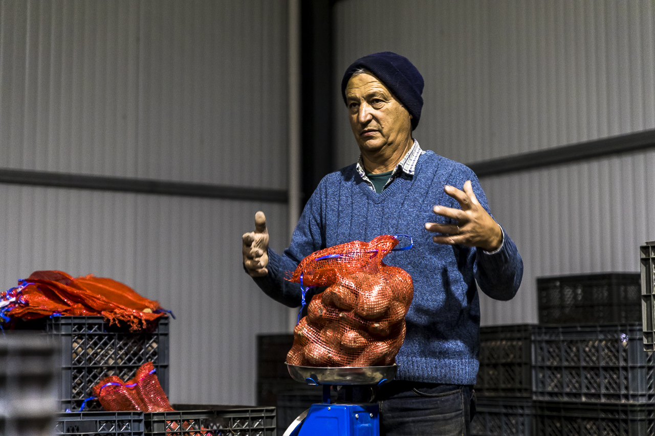 Sul Informação - Aljezur espera vender 20 a 21 toneladas da «verdadeira batata-doce» no Festival
