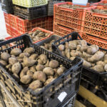 Sul Informação - Aljezur espera vender 20 a 21 toneladas da «verdadeira batata-doce» no Festival