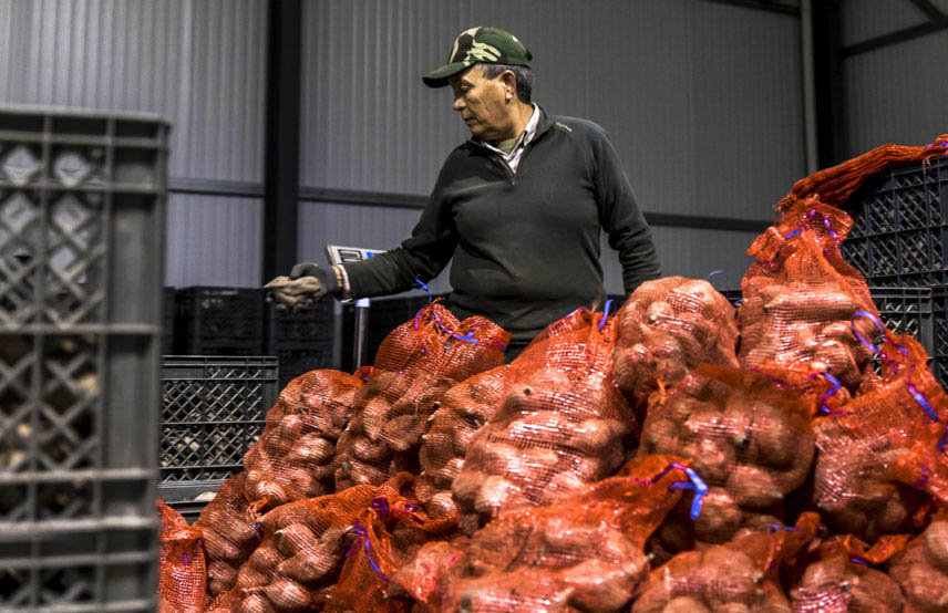 Sul Informação - A batata-doce de Aljezur está boa e recomenda-se