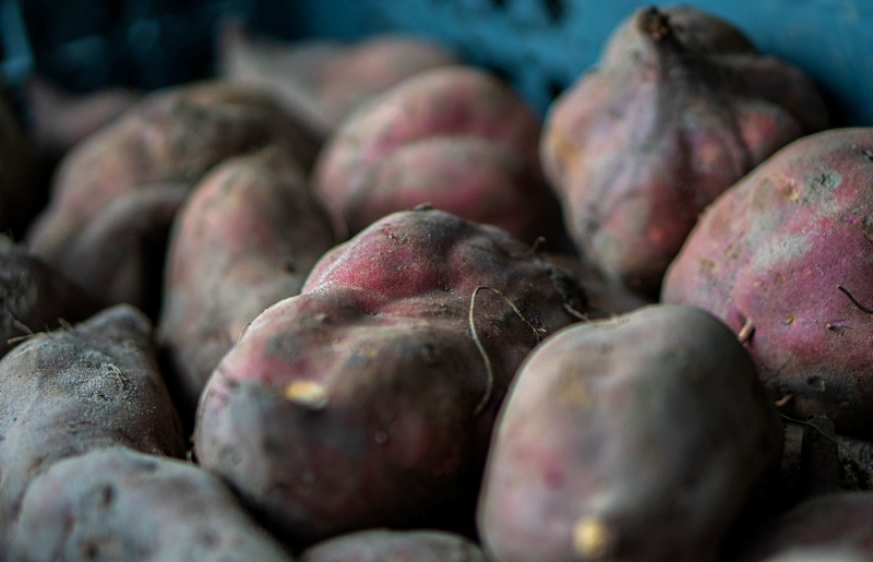 Sul Informação - «A melhor batata-doce do mundo» volta a ser celebrada em Aljezur