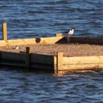 Sul Informação - Oásis de nidificação ajudaram a aumentar sucesso reprodutivo de aves na Ria Formosa