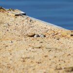 Sul Informação - Oásis de nidificação ajudaram a aumentar sucesso reprodutivo de aves na Ria Formosa
