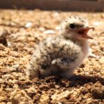 Sul Informação - Oásis de nidificação ajudaram a aumentar sucesso reprodutivo de aves na Ria Formosa
