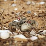 Sul Informação - Oásis de nidificação ajudaram a aumentar sucesso reprodutivo de aves na Ria Formosa
